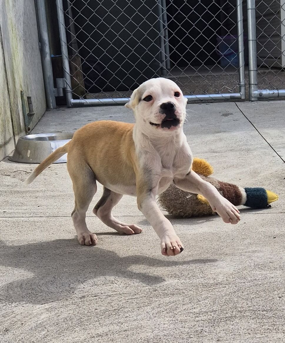 Gallery image: Violet