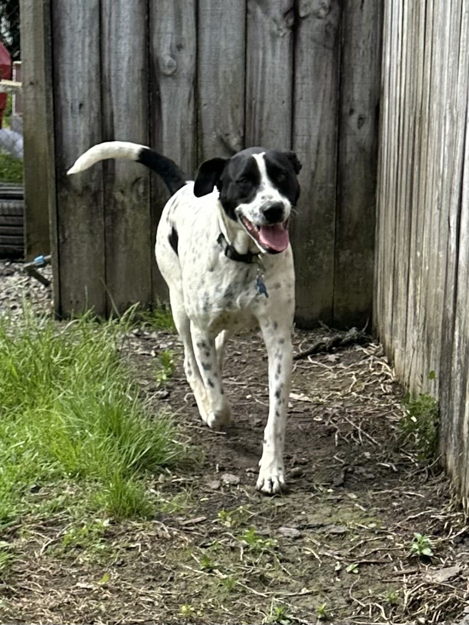 Gallery image: Zorro