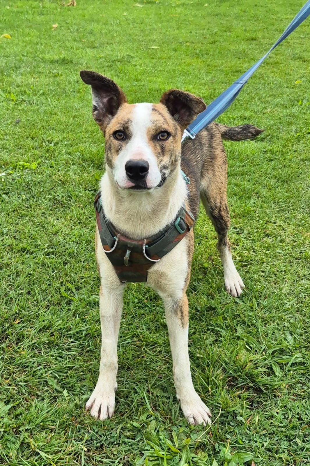 Gallery image: Feijoa 