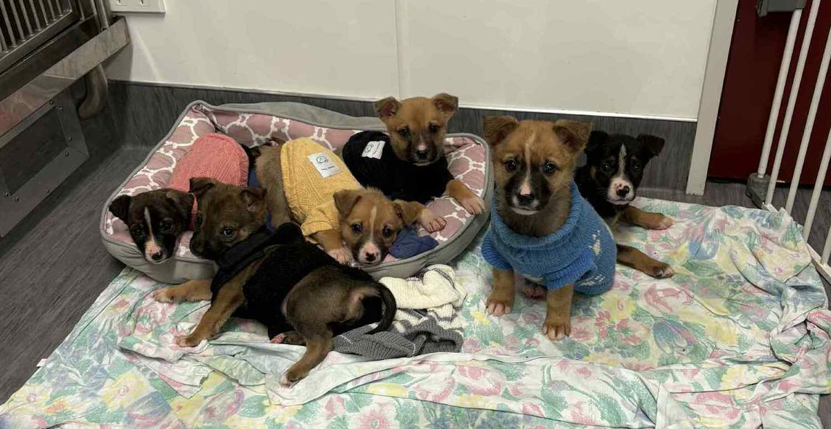 Gallery image: Cartier