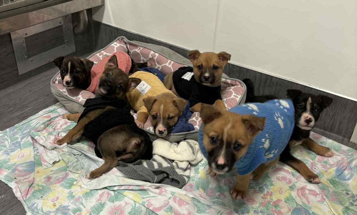 Gallery image: Cartier