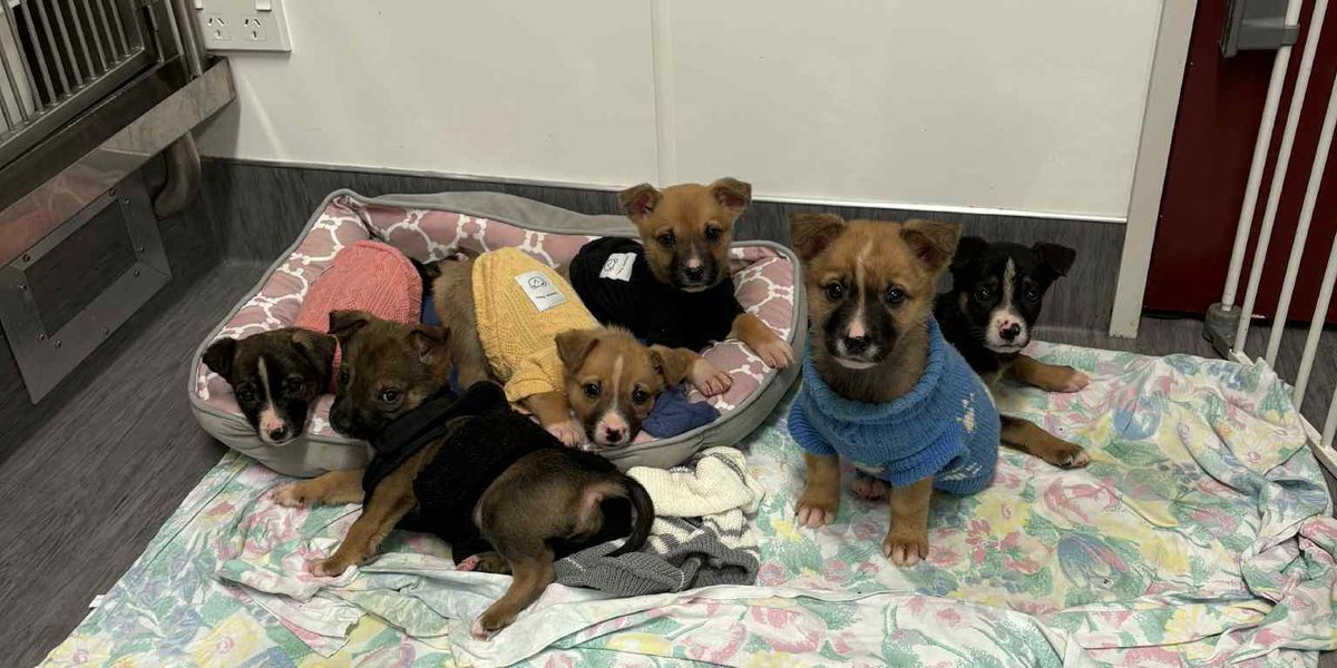 Gallery image: Chanel