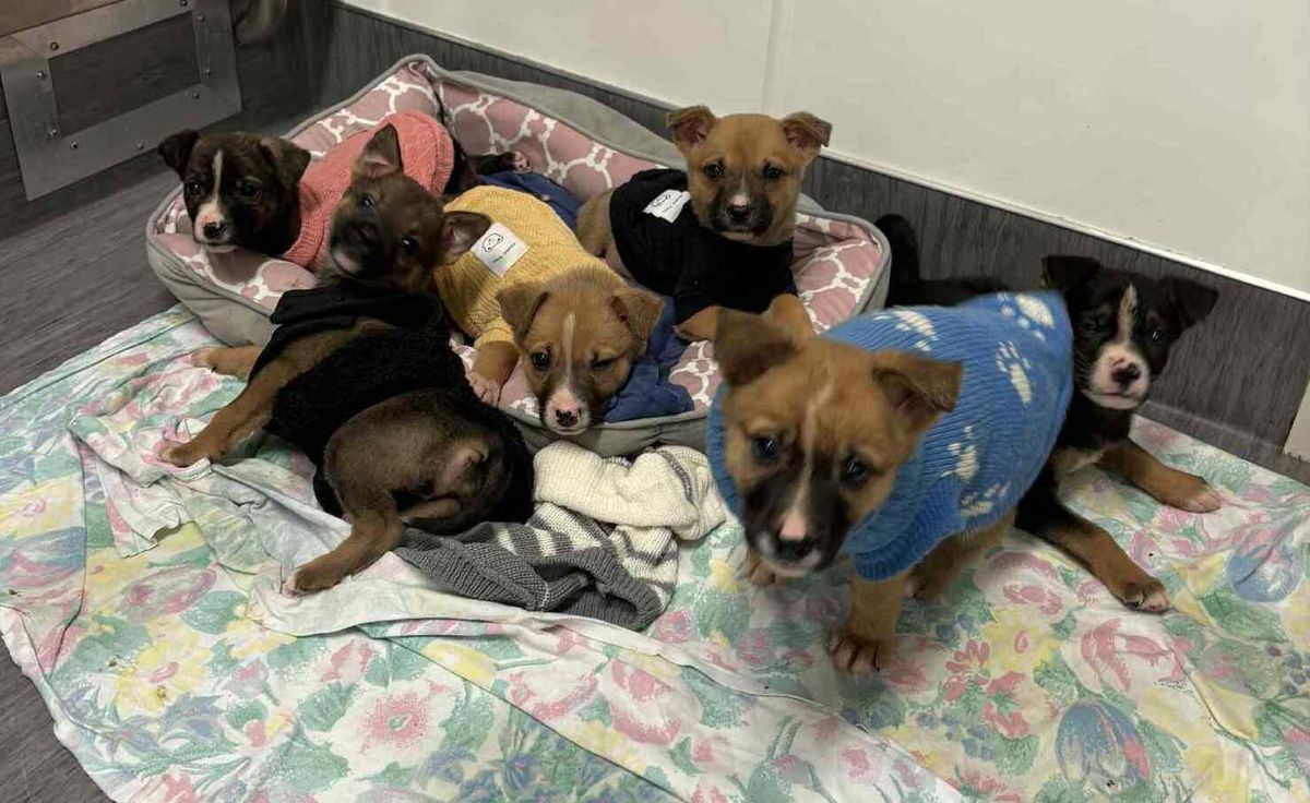 Gallery image: Chanel