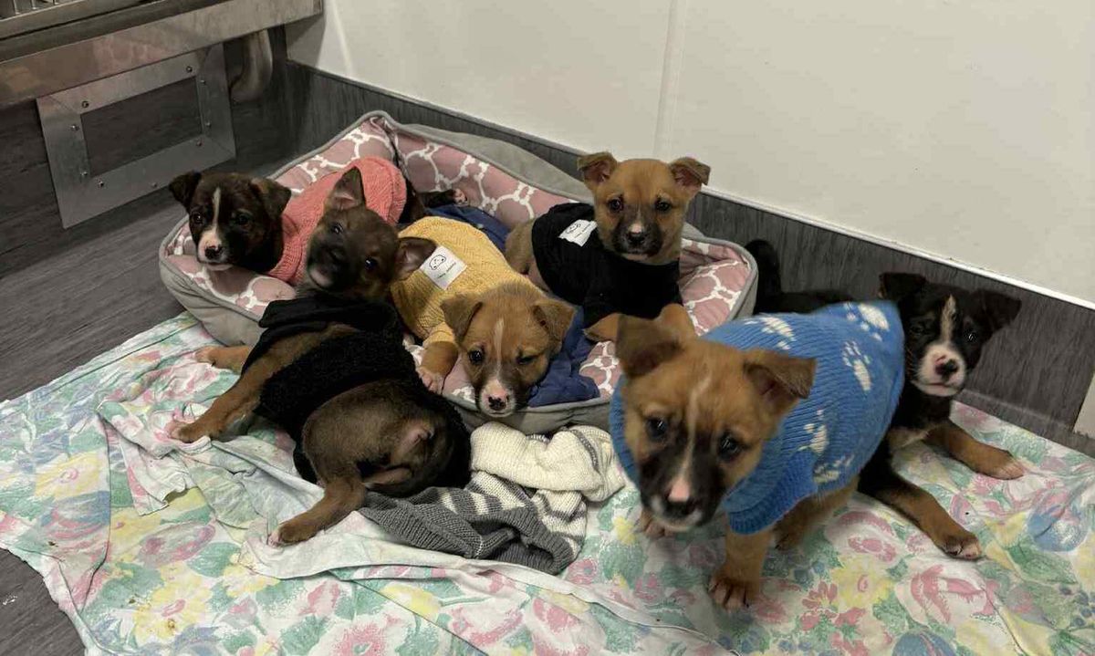 Gallery image: Prada