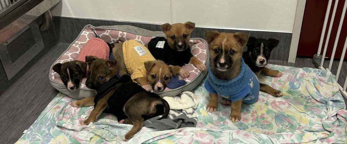 Gallery image: Prada