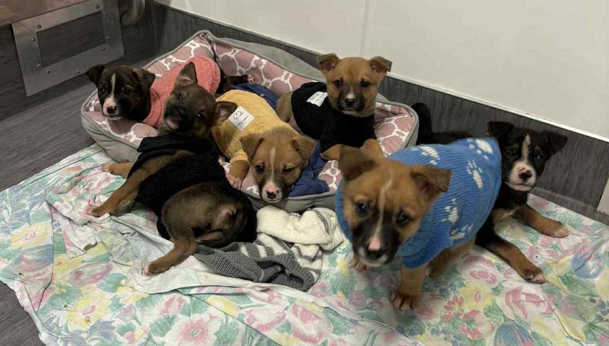 Gallery image: Louis