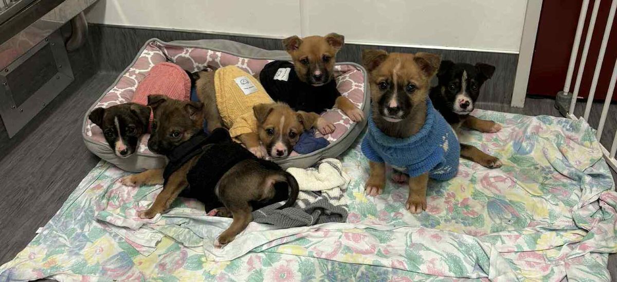 Gallery image: Louis