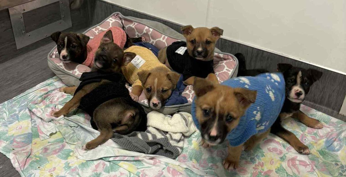 Gallery image: Gucci