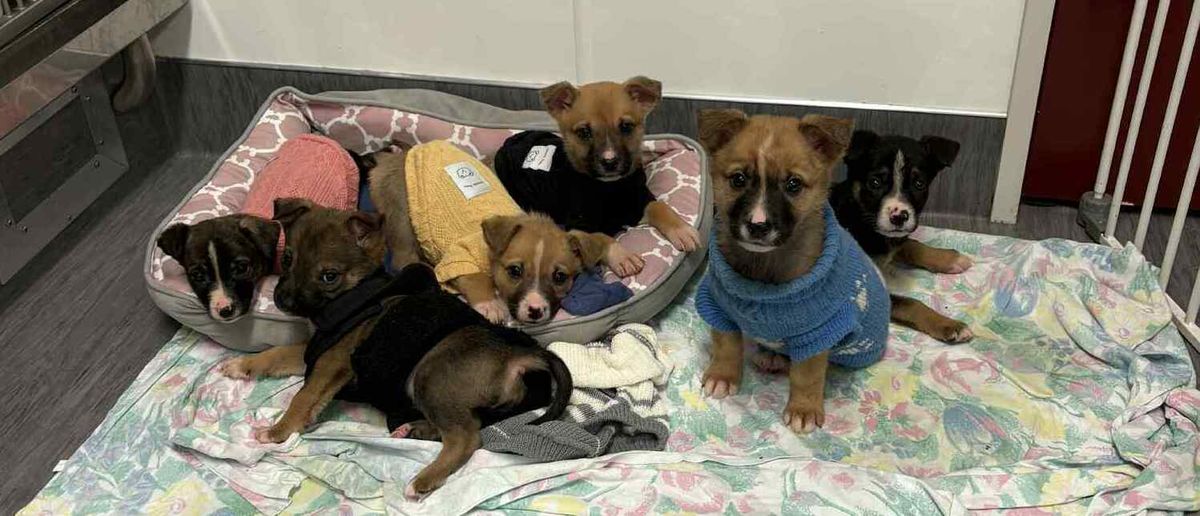 Gallery image: Gucci