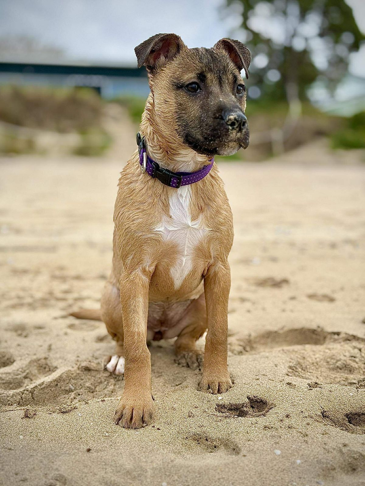 Gallery image: Rogue