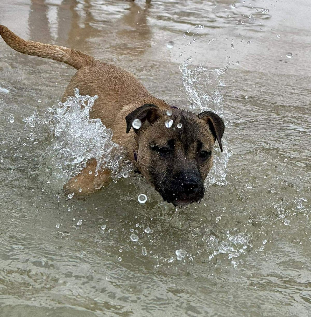 Gallery image: Rogue