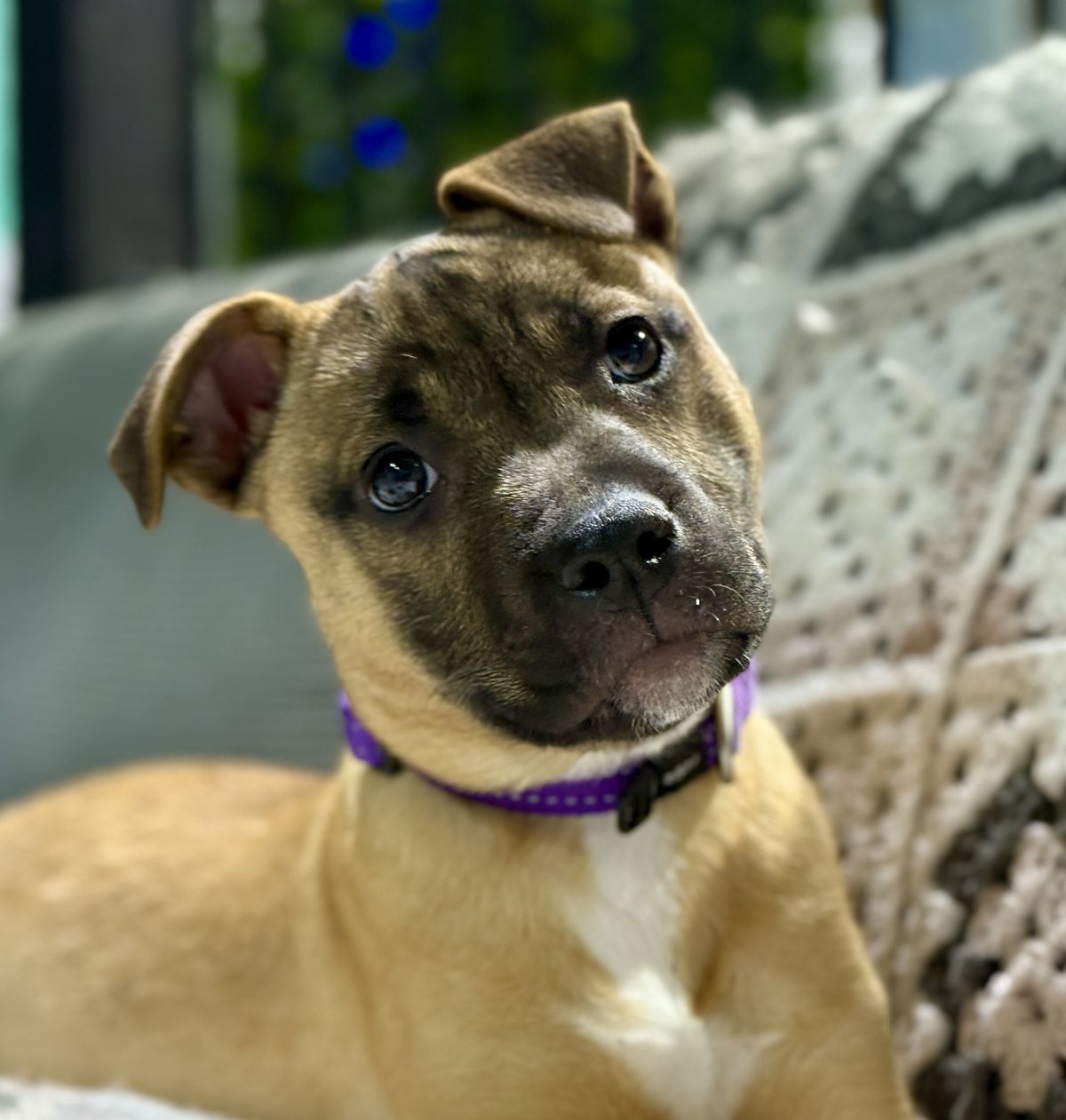 Gallery image: Rogue