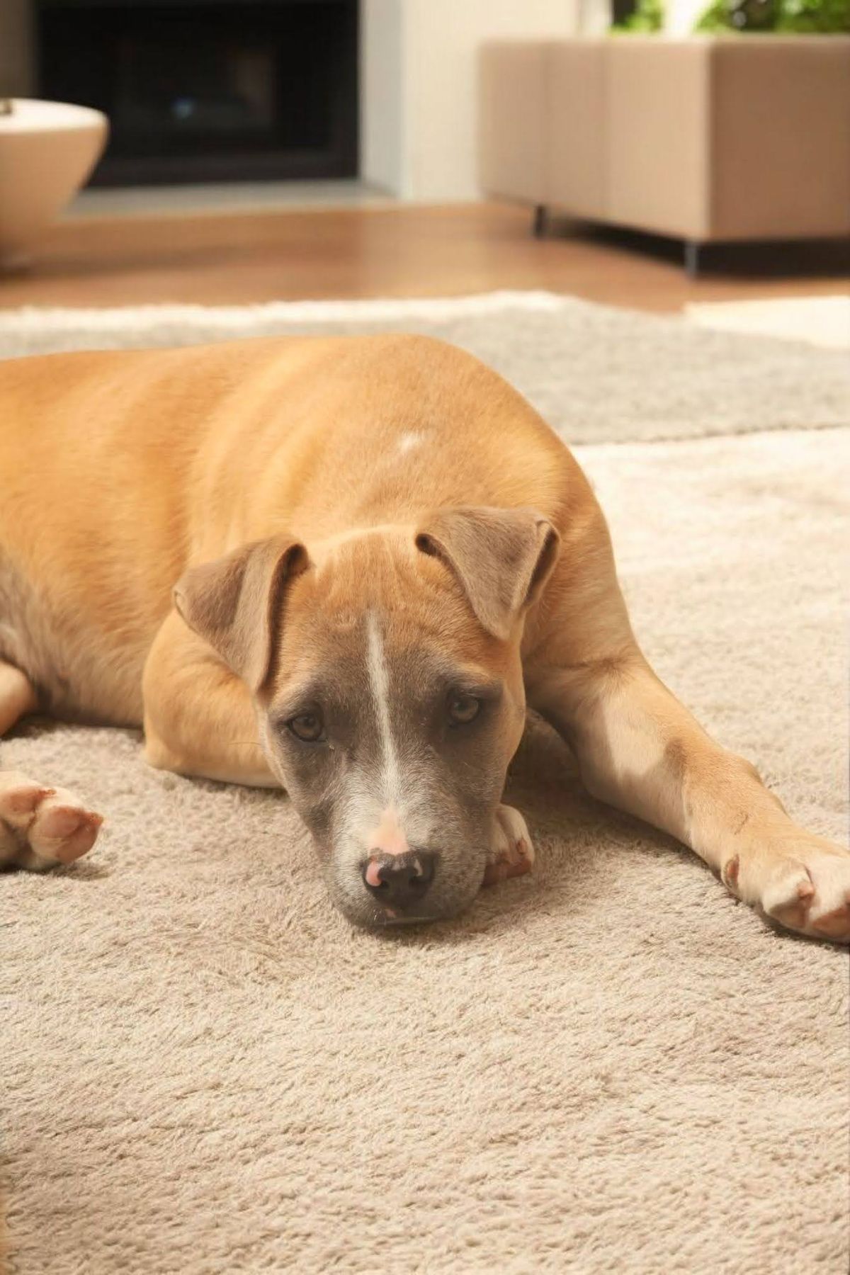 Gallery image: Ziggy