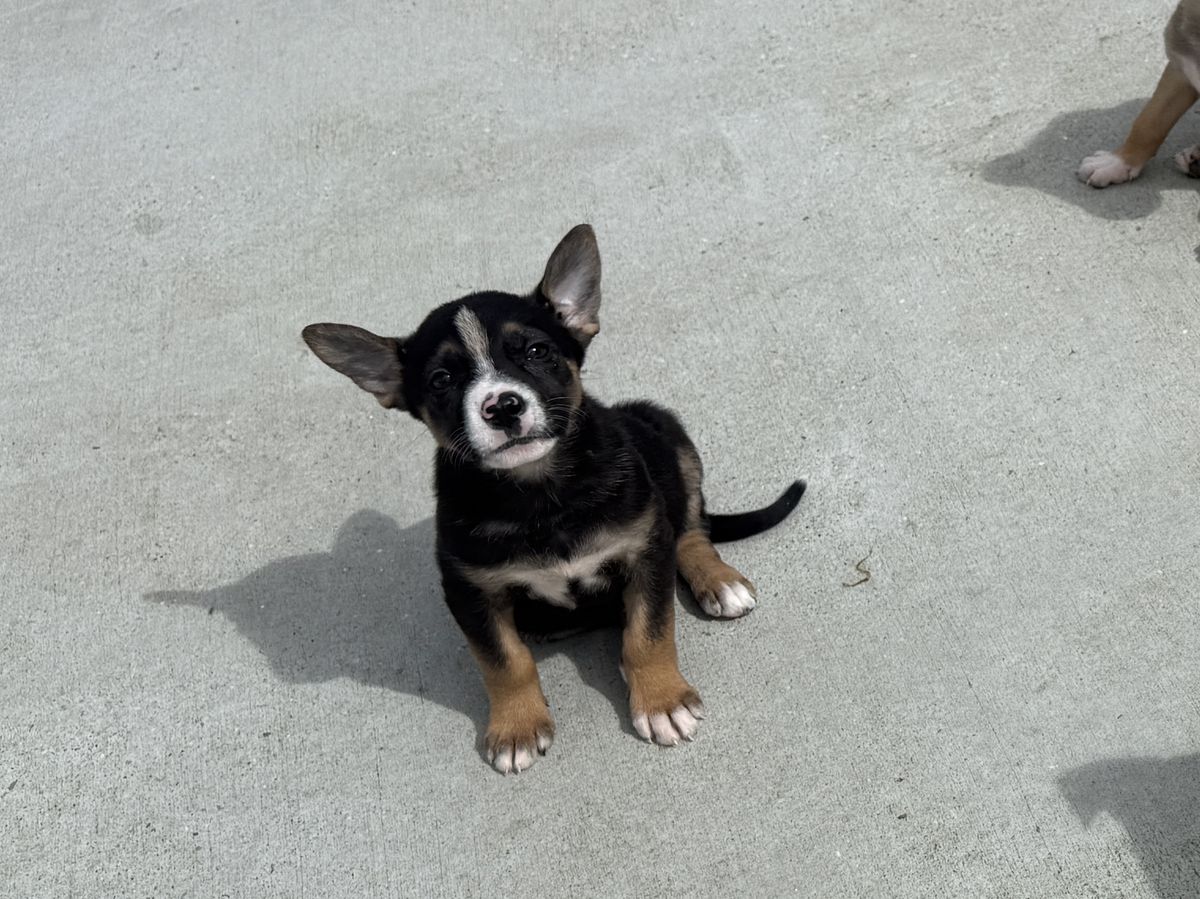 Gallery image: Prada