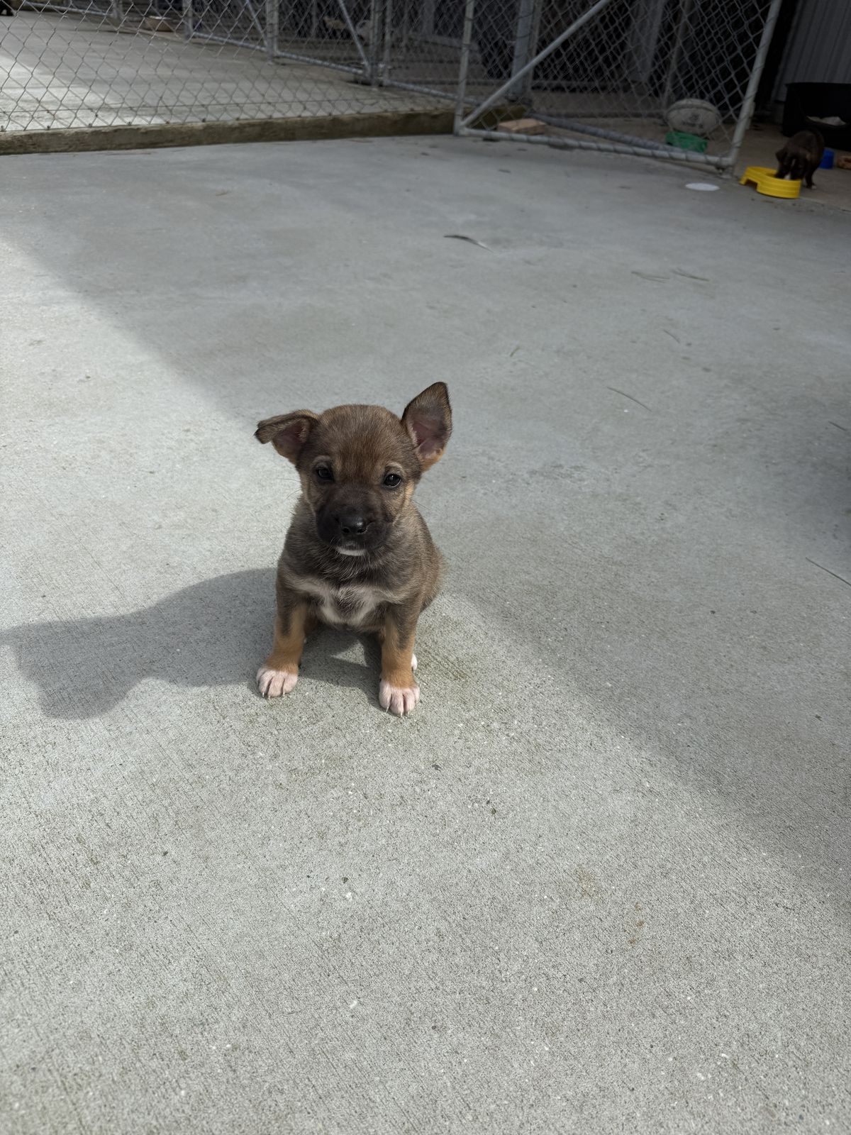 Gallery image: Cartier