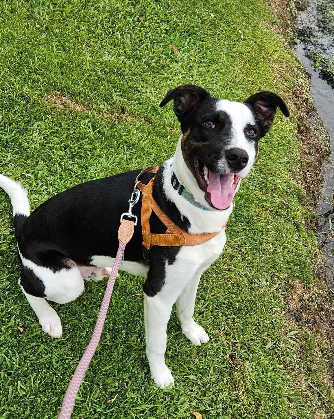 Gallery image: Chase