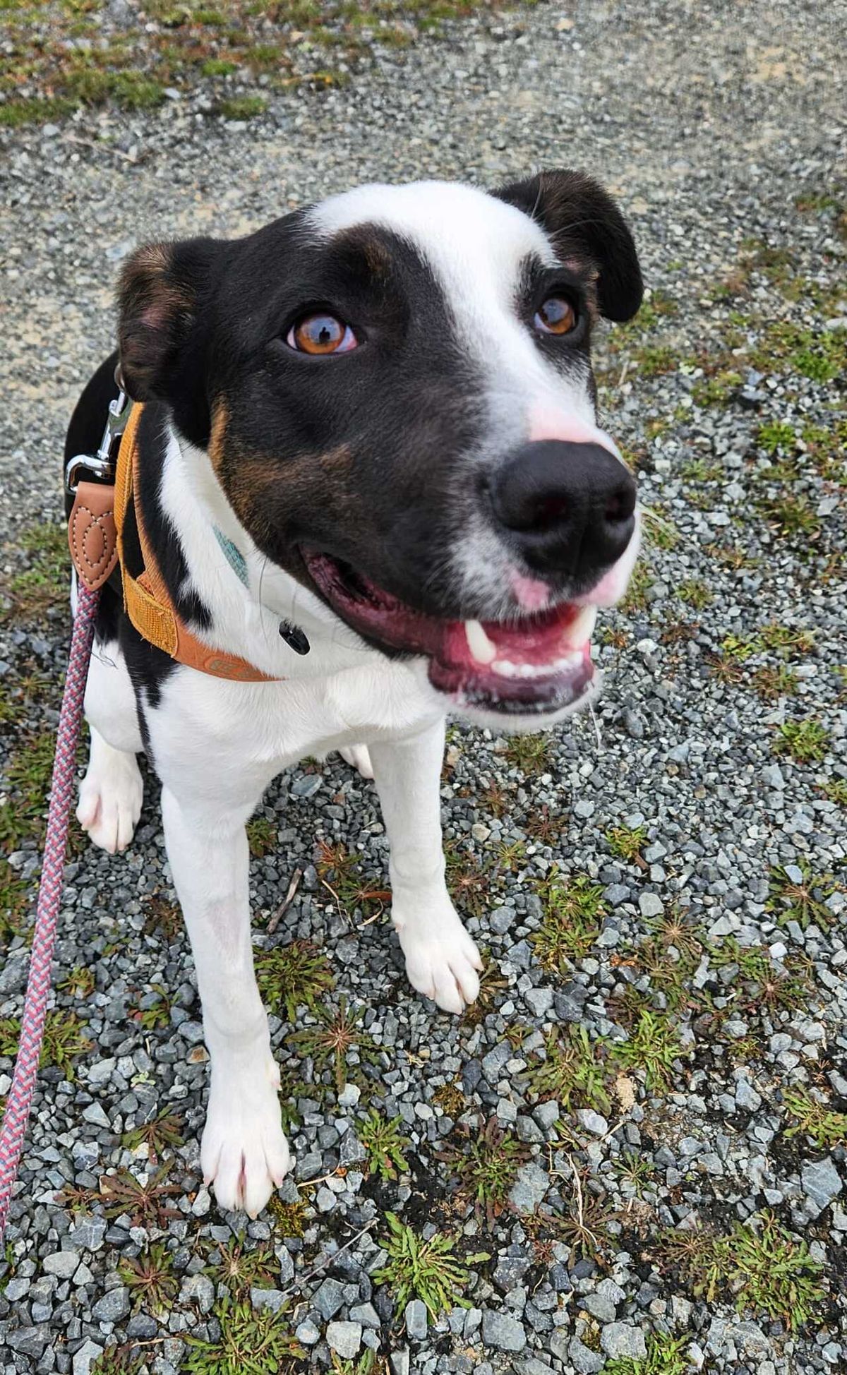 Gallery image: Chase