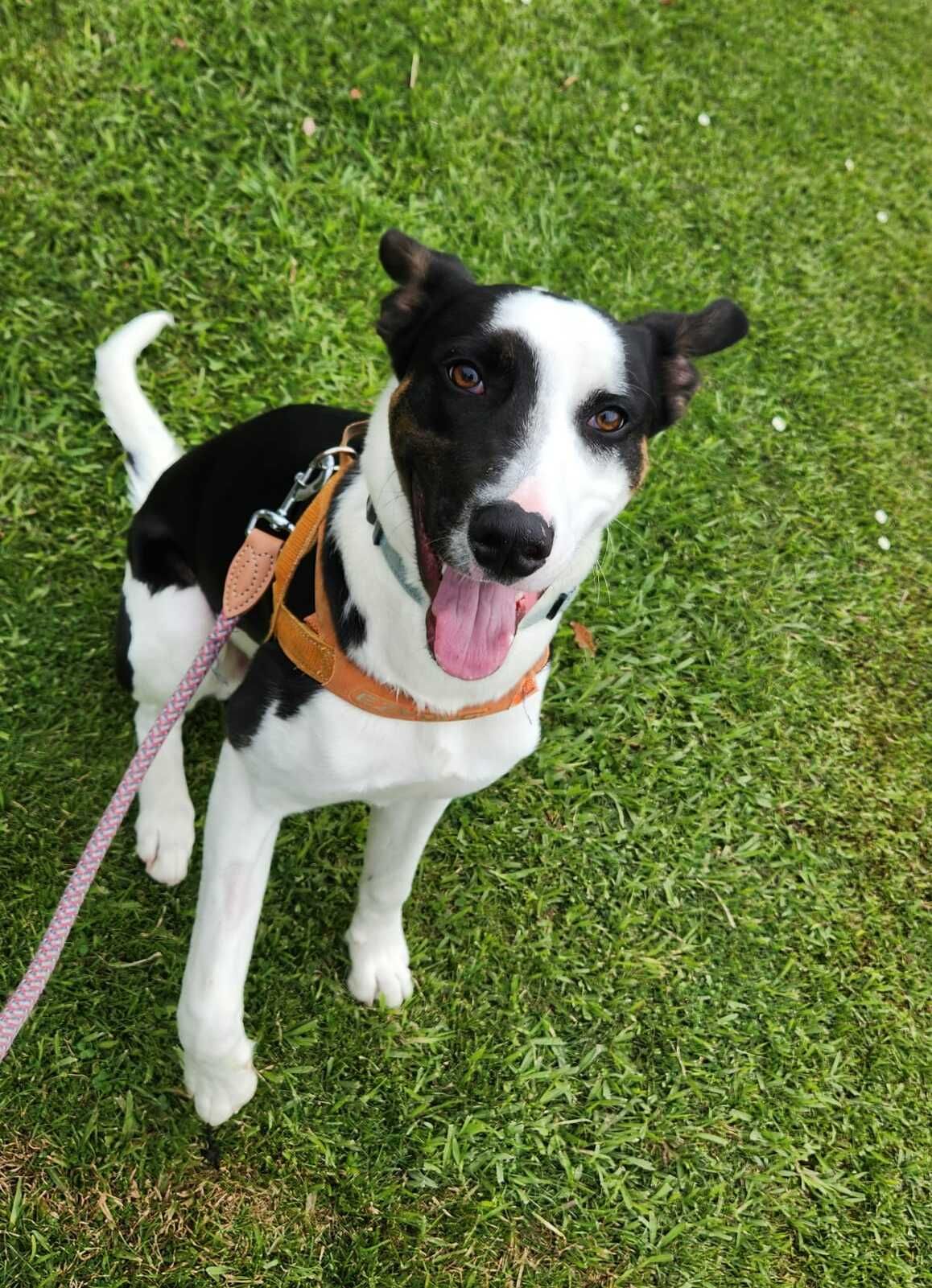 Gallery image: Chase