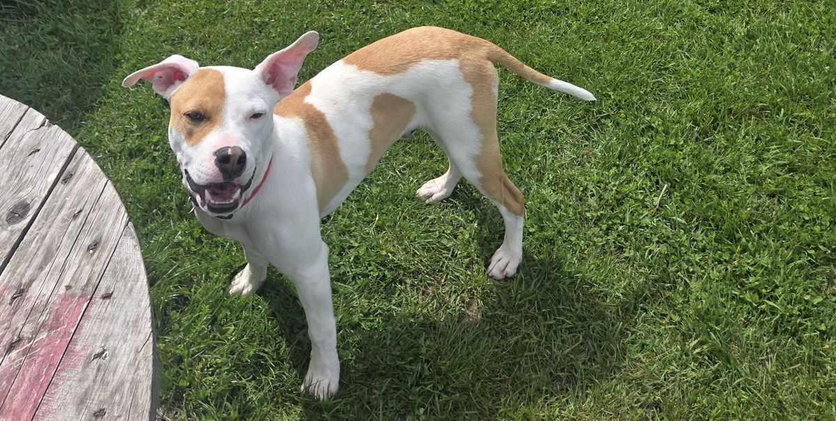 Gallery image: Yappa