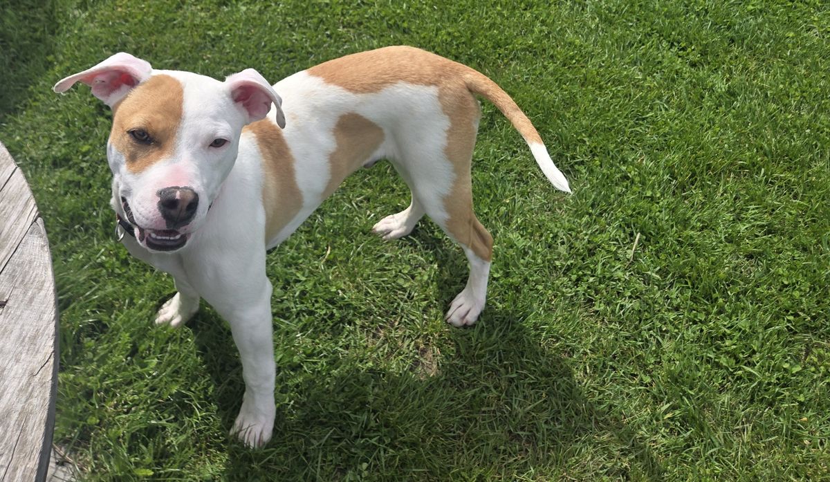 Gallery image: Yappa