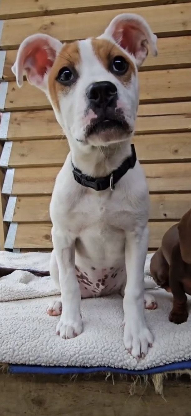 Gallery image: Twinkie