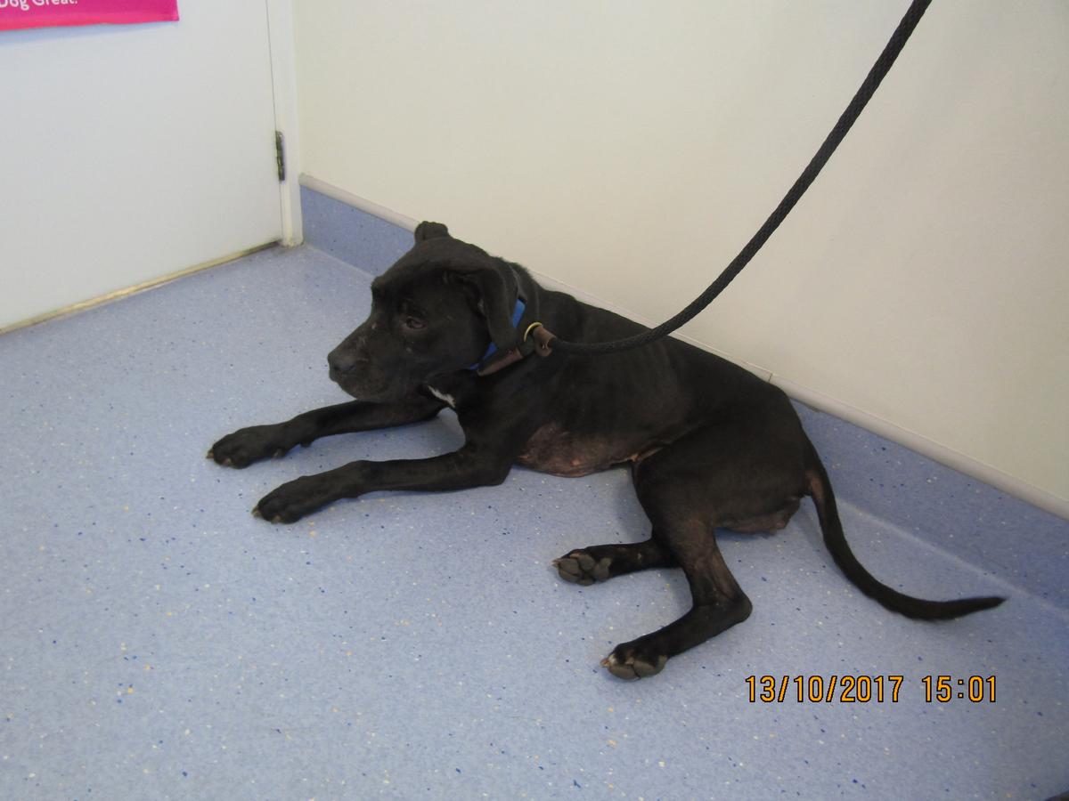 SPCA prosecutes man who failed to seek veterinary care for his wounded dogs