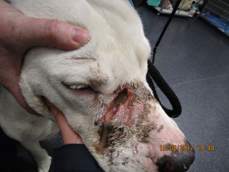 Bella has been rehomed and is living happily now.