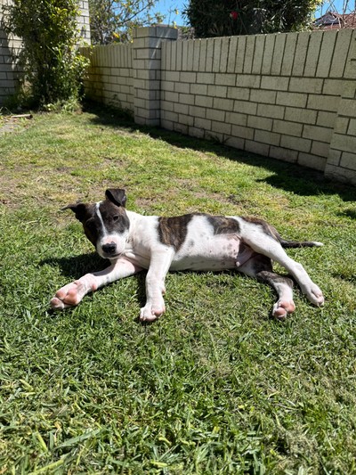 Odie - Medium Cross Breed