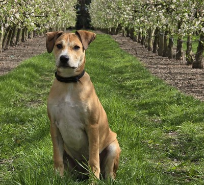 Hope - Medium Cross Breed