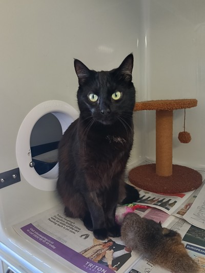 Elain - Domestic Short Hair