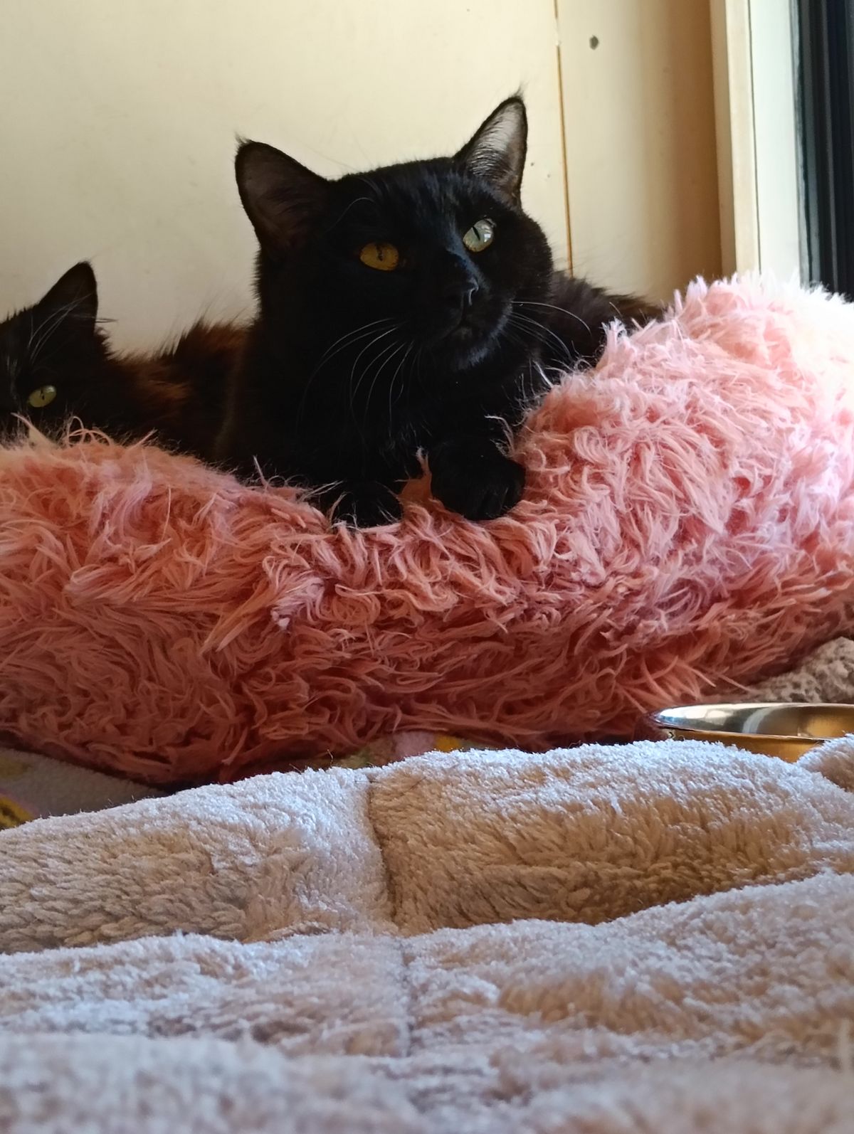 Gallery image: Marmite