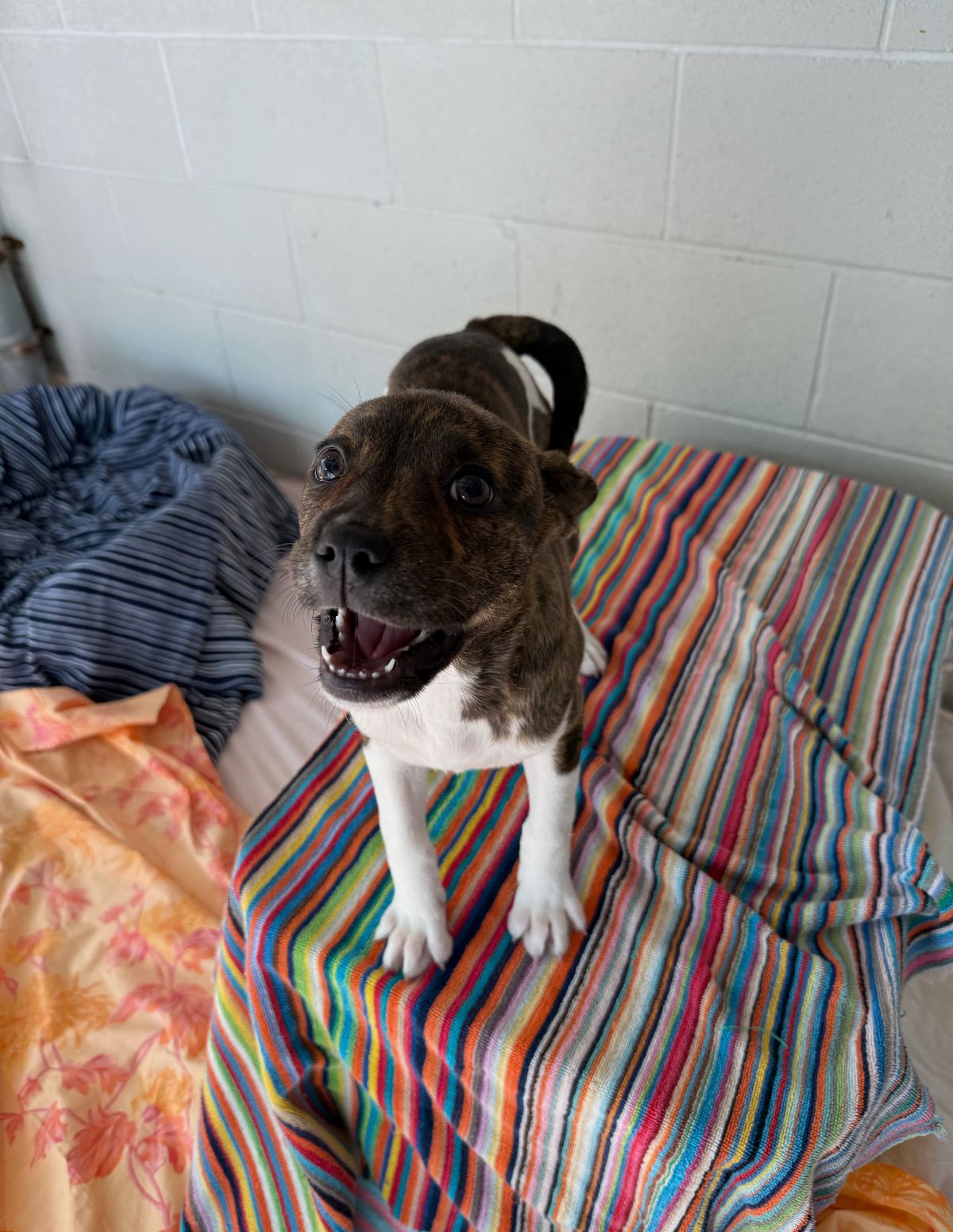 Gallery image: Gretel