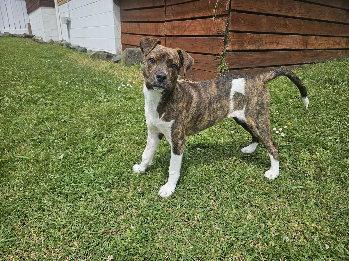 Gallery image: Gretel