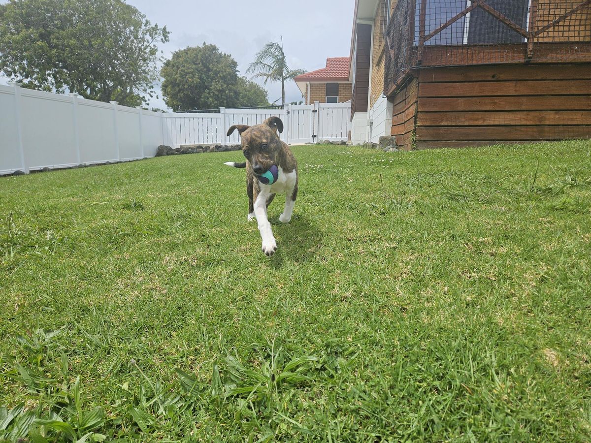 Gallery image: Gretel