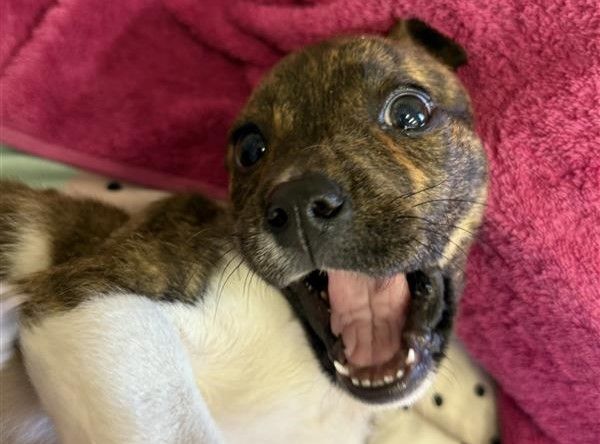 Gallery image: Gretel