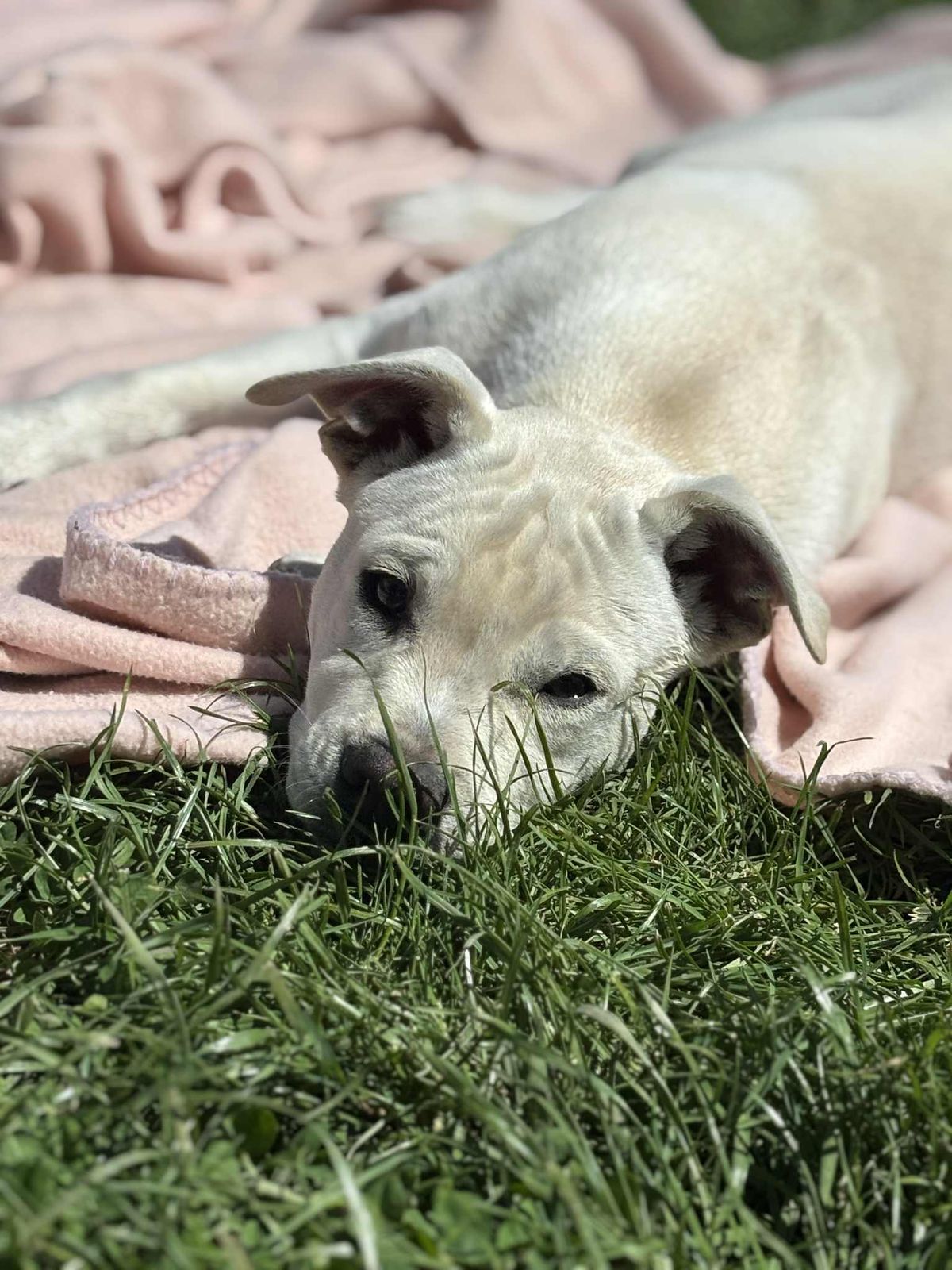 Gallery image: Archie