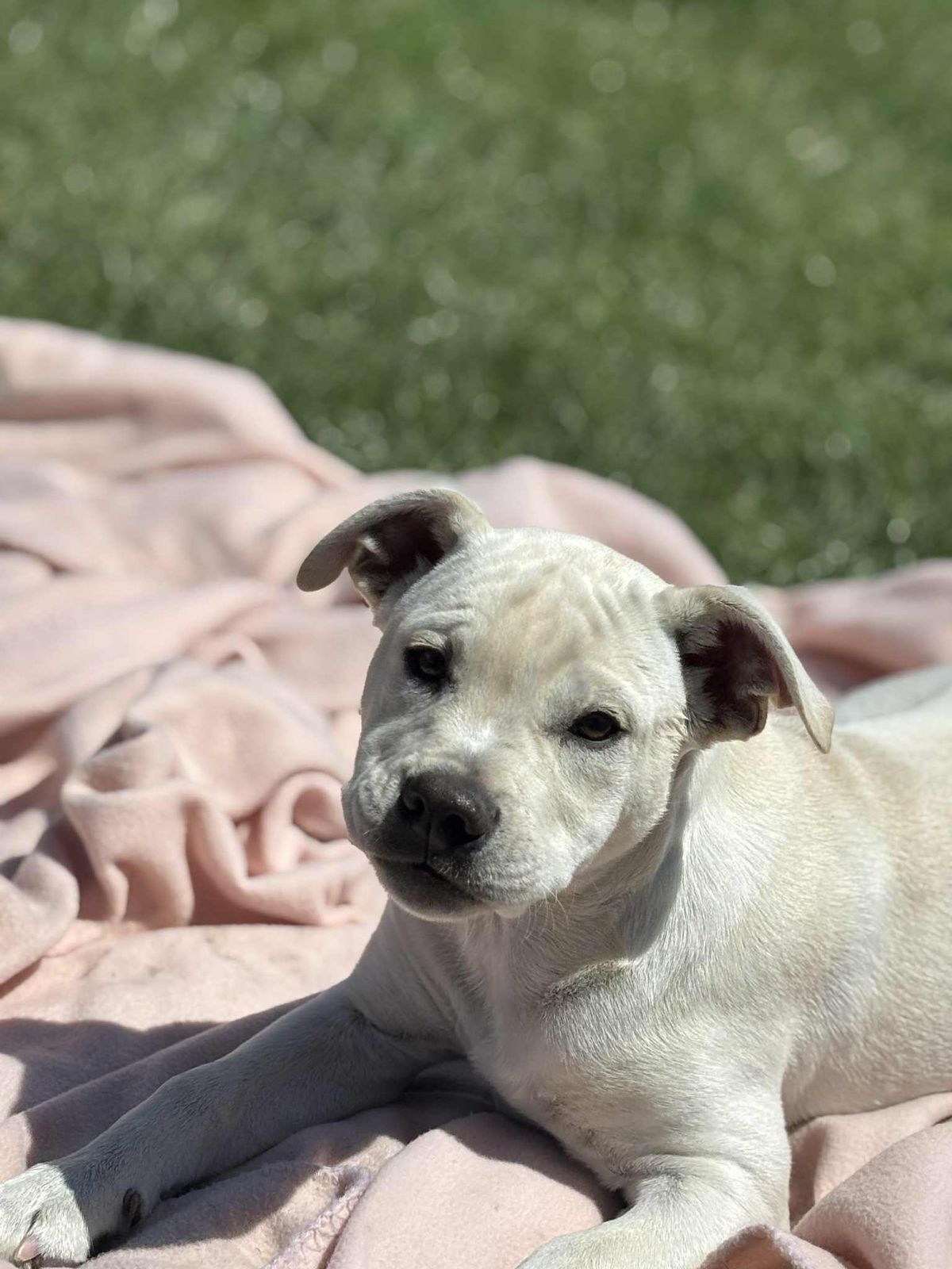 Gallery image: Archie