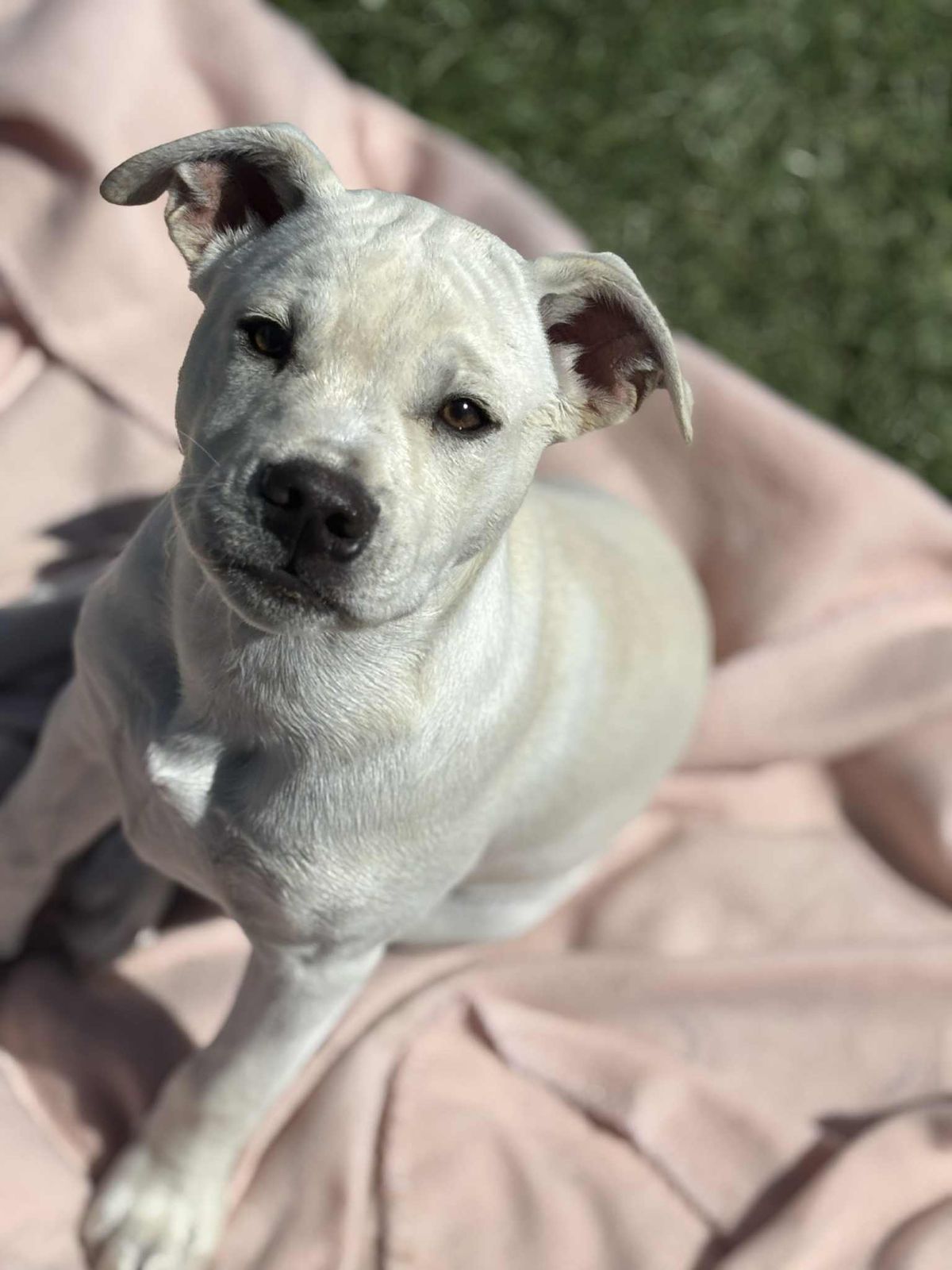 Gallery image: Archie