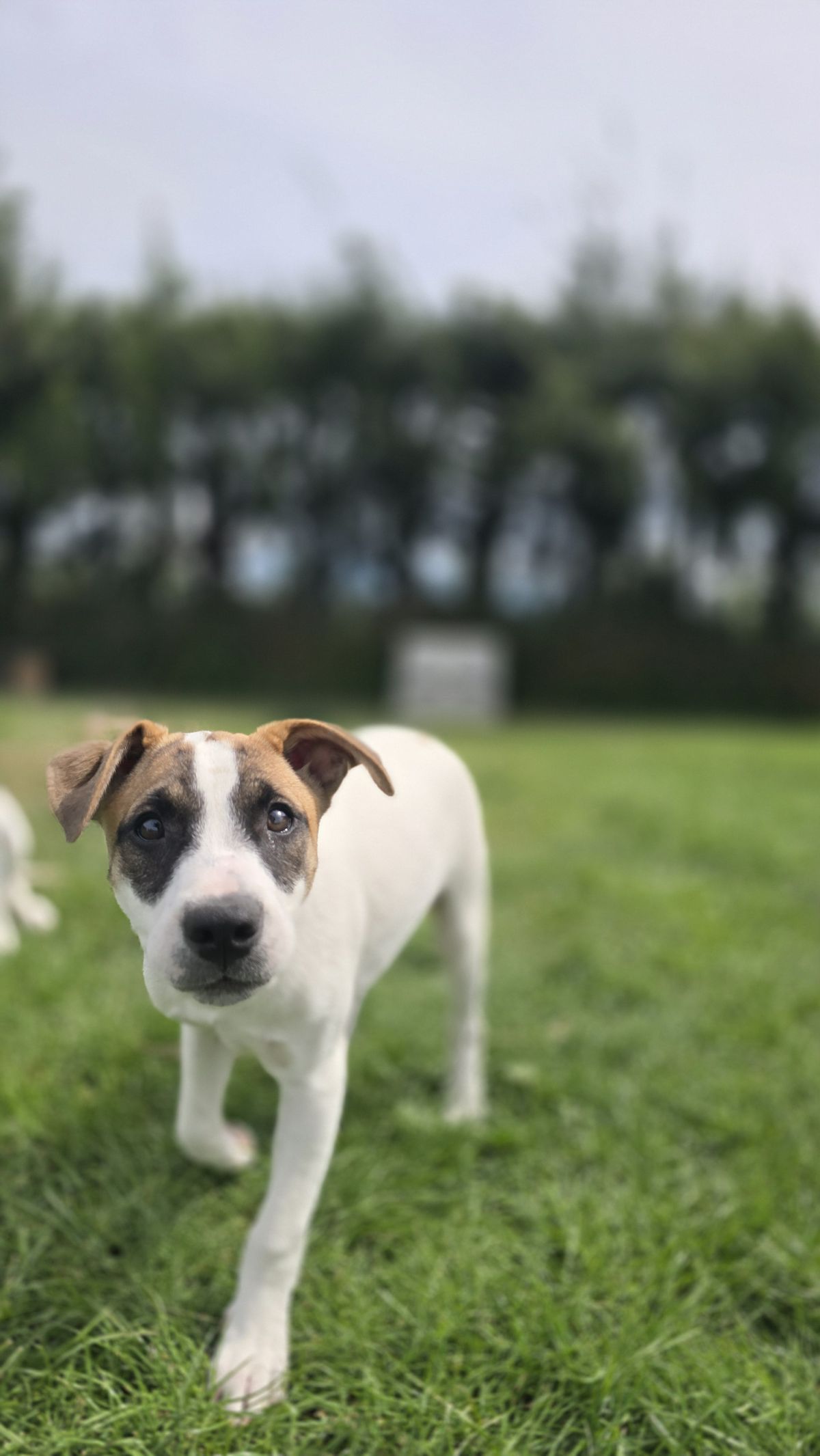 Gallery image: Birdie