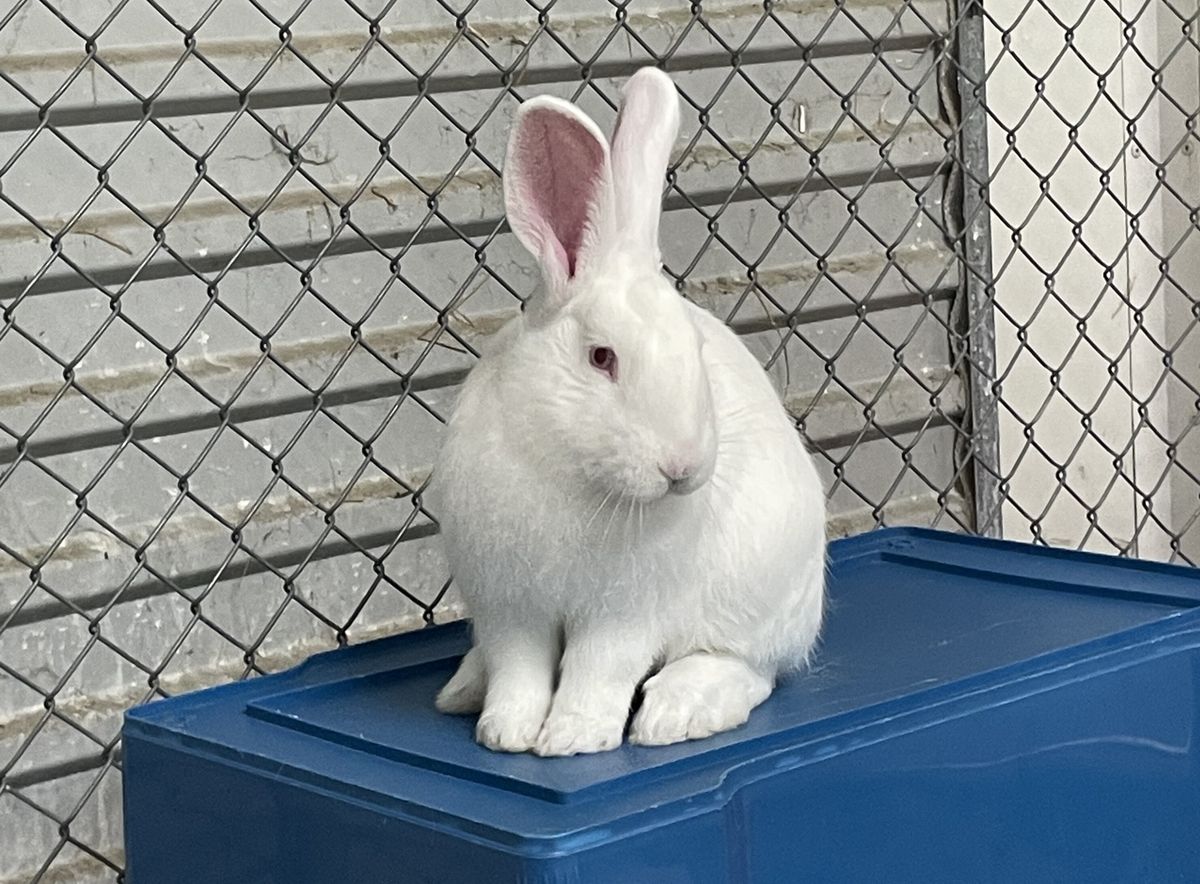 Gallery image: Aster