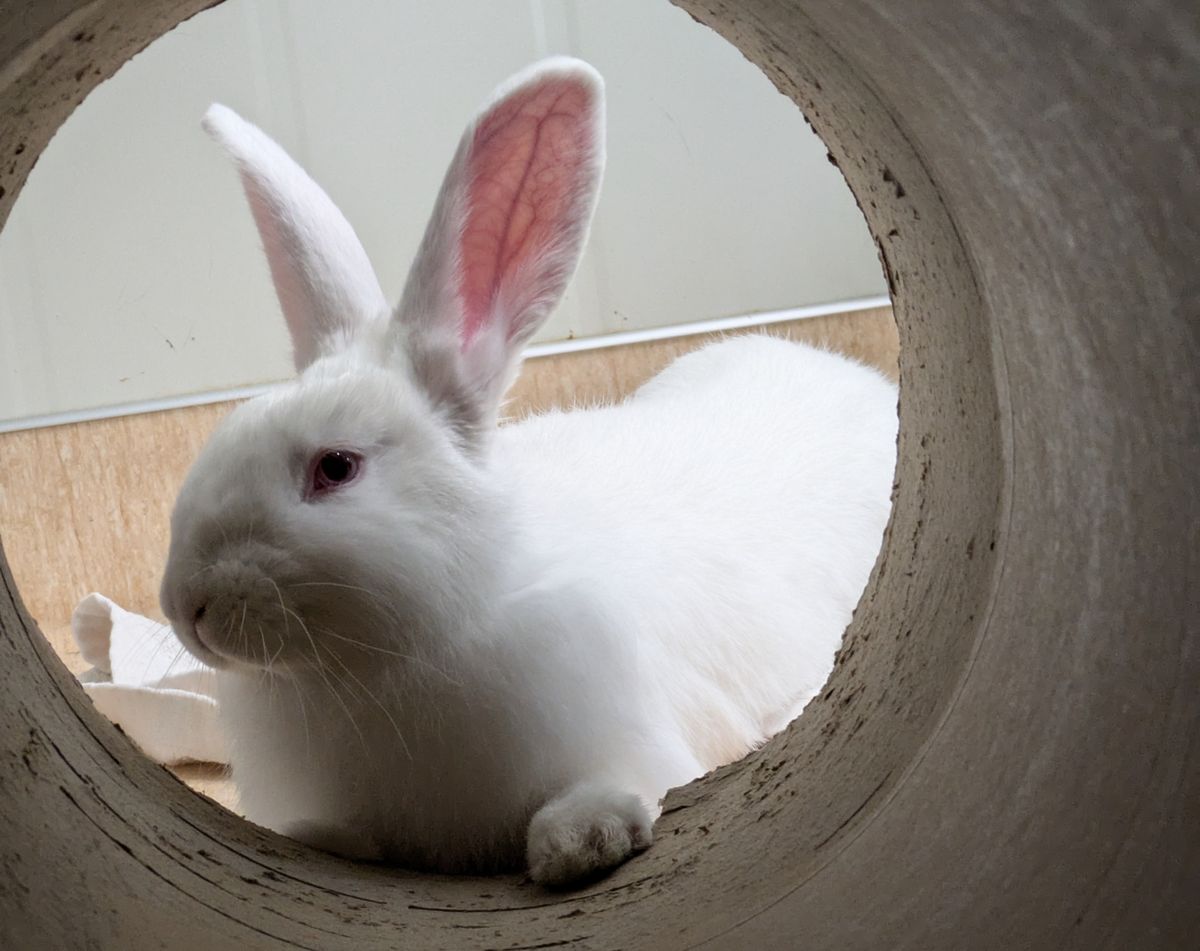 Gallery image: Aster