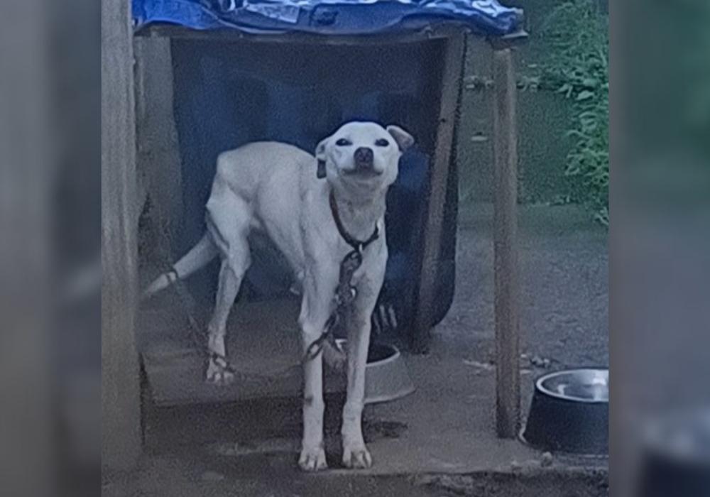 Auckland pair sentenced for severe neglect leading to dog’s death 