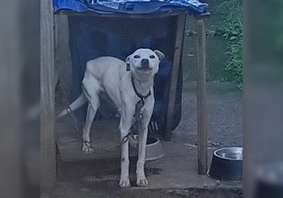 Auckland pair sentenced for severe neglect leading to dog’s death 