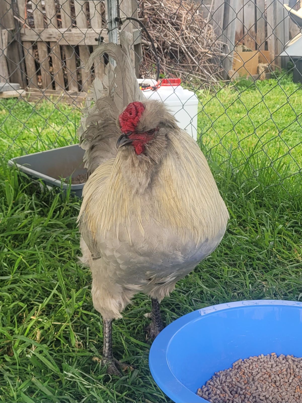 Gallery image: Cluck Master