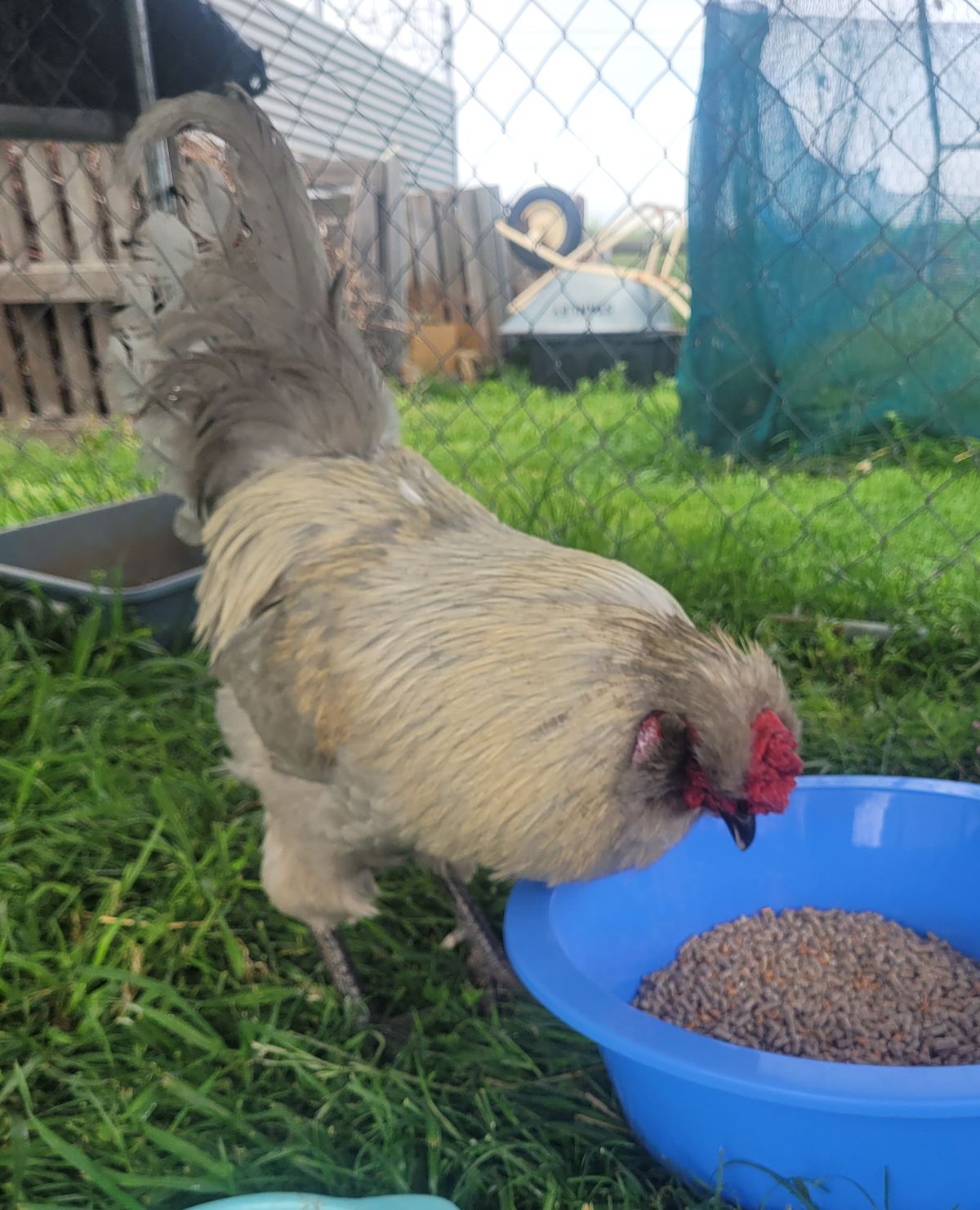 Gallery image: Cluck Master