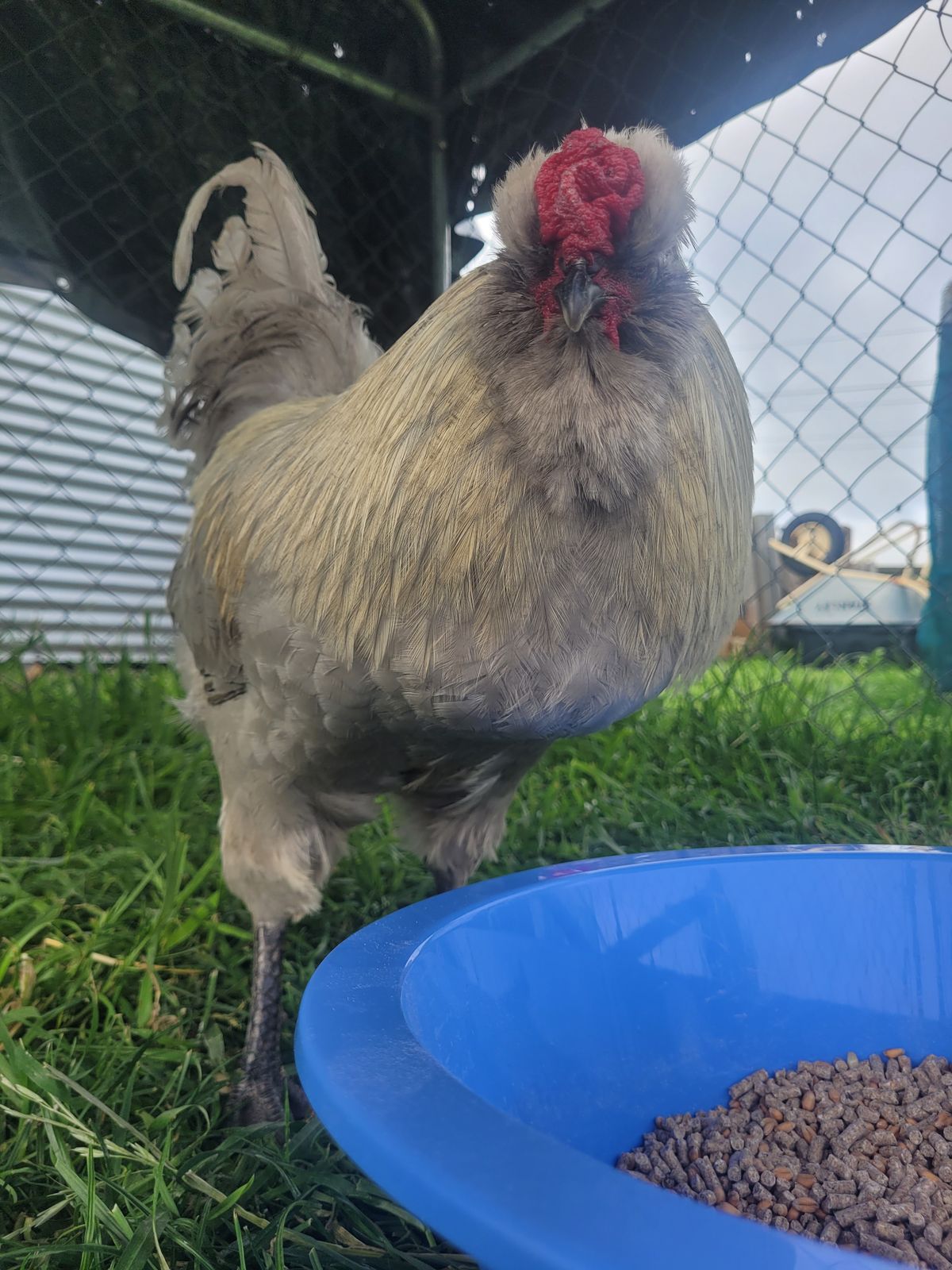 Gallery image: Cluck Master