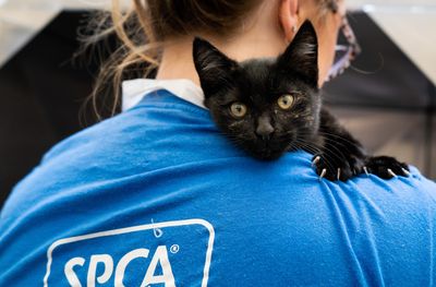 Animal Care Volunteer 