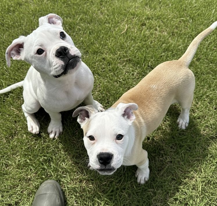 Gallery image: Violet