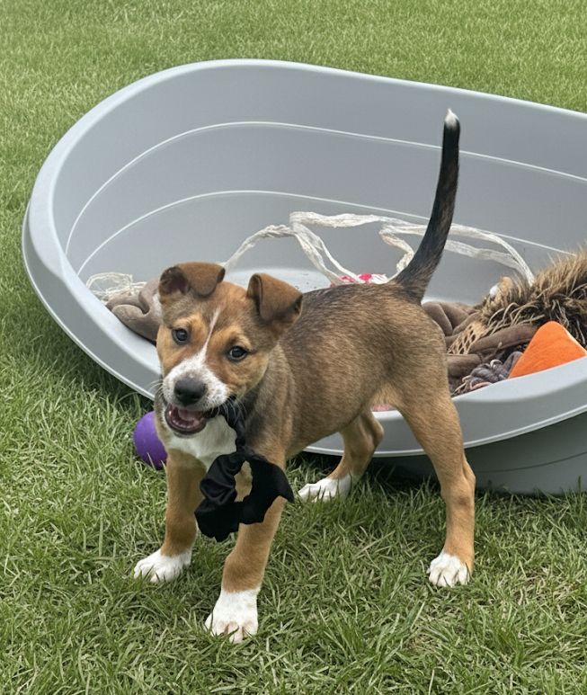 Gallery image: Gemini