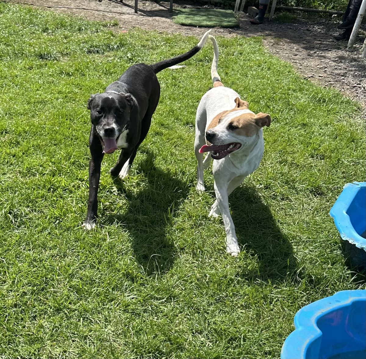 Gallery image: Ginger